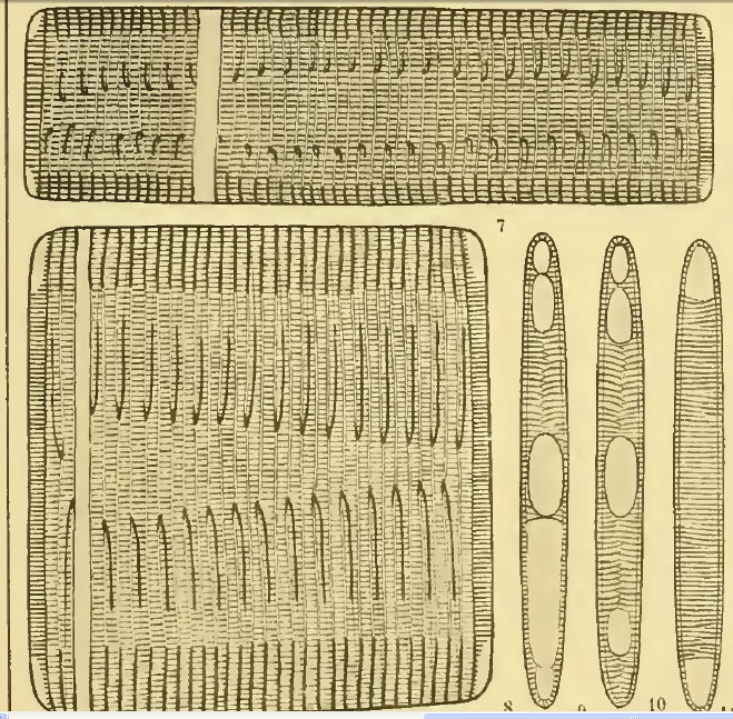 Diatomea marina: Rhabdonema adriaticum